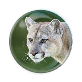 Obrázek z Magnet kulatý 5cm - puma americká (12) 